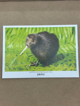 Load image into Gallery viewer, POST CARD KIWI
